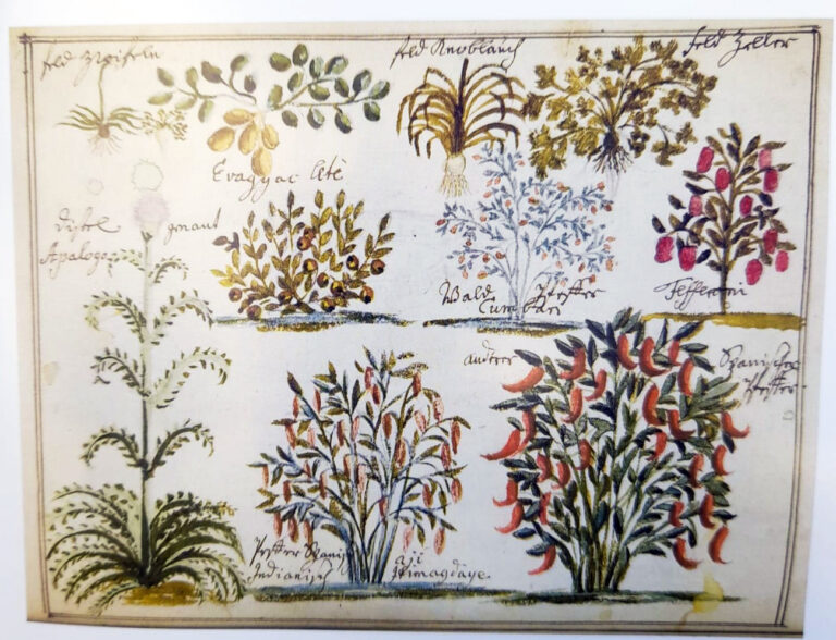 La imagen muestra una ilustración botánica