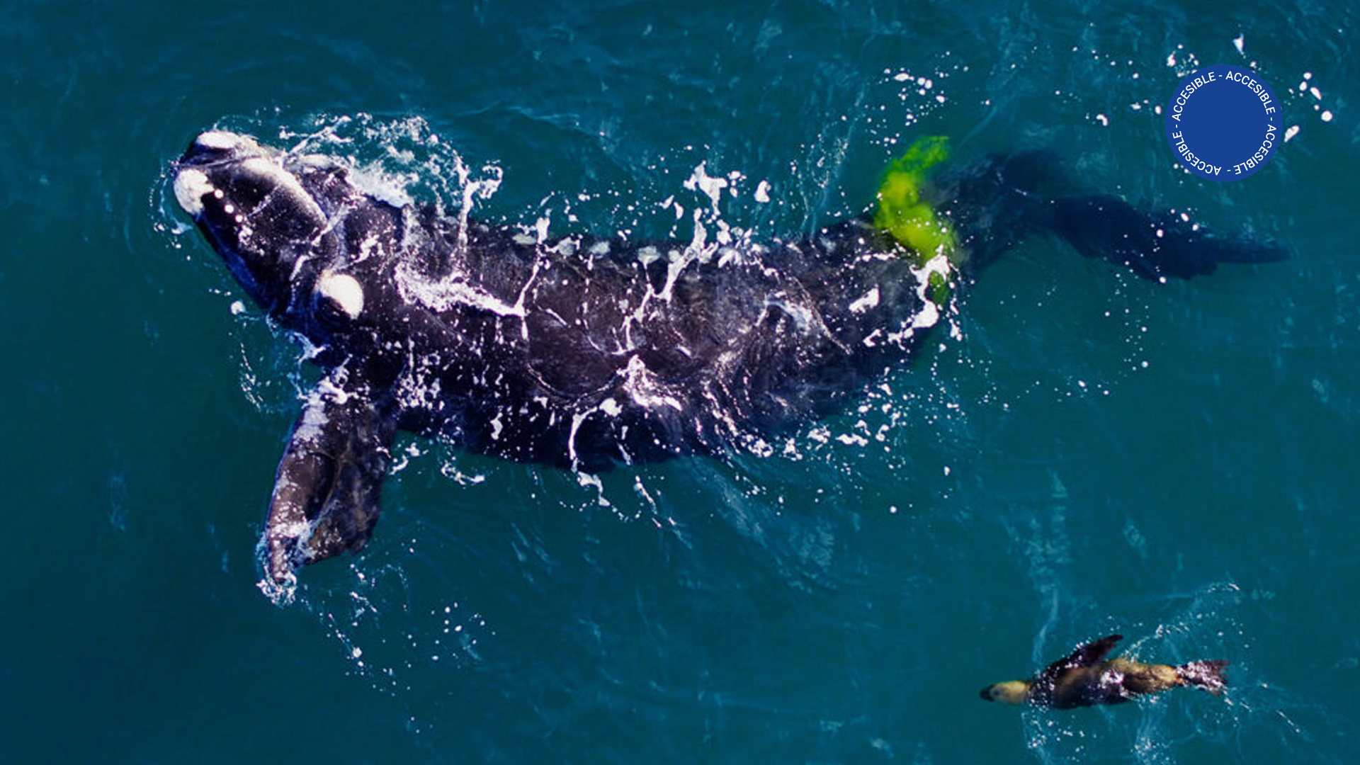 Imagen muestra la foto de una ballena y su cría