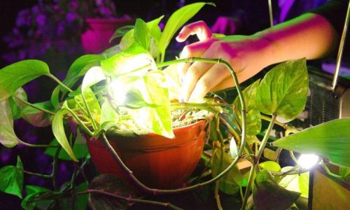 Cohabitaciones interespecie